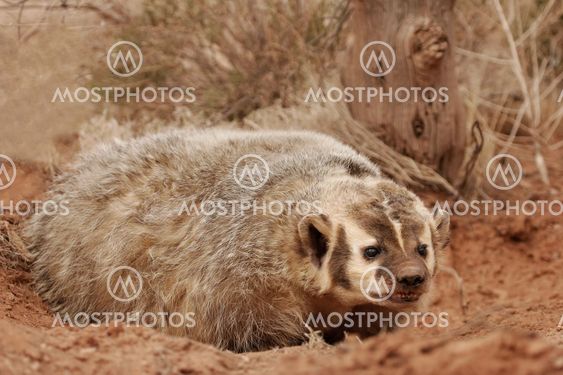 American badger sitting on the dirt ground