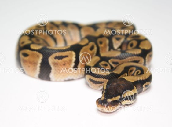 Python snake isolated