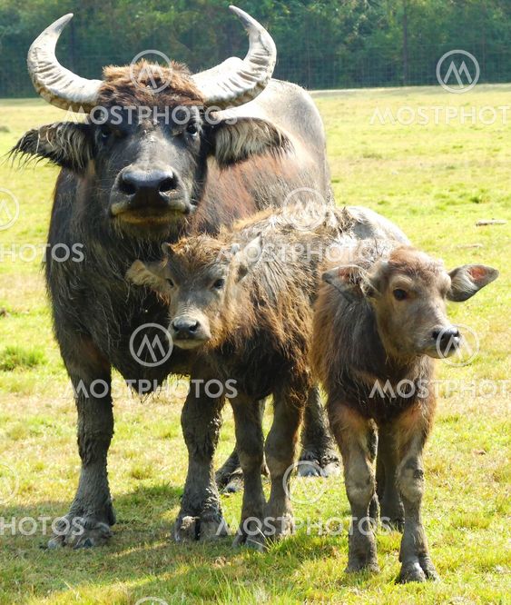 Water Buffalo & Calves