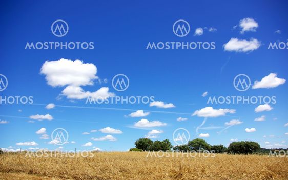Wheat field in alentejo region, Portugal.