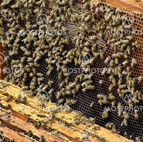 Apis melifera rodopica