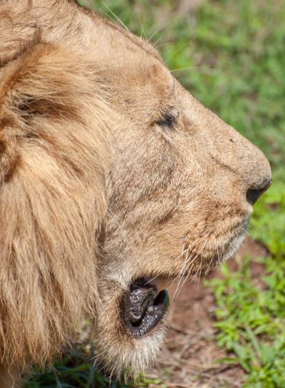 Lion from side