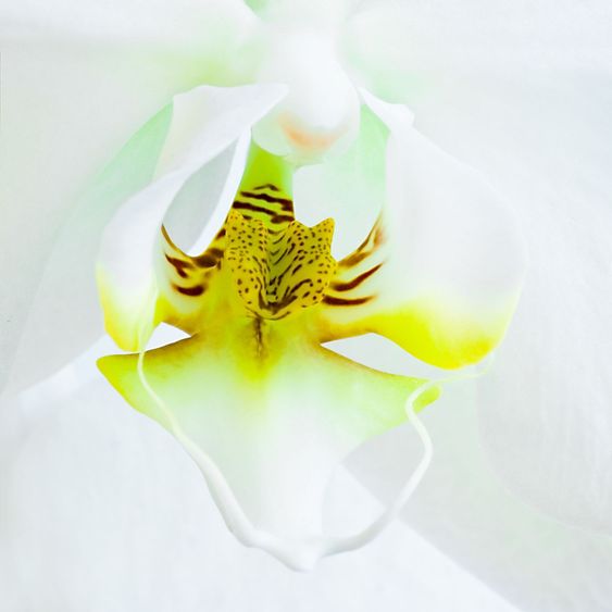 Heart of White Phalaenopsis or Moth Orchid flower - square