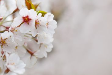Spring border with white flower on blurred spring season...