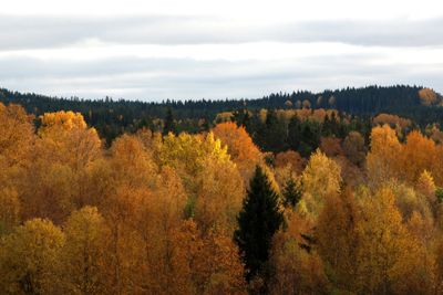 Höstfärger i naturen (Sweden)