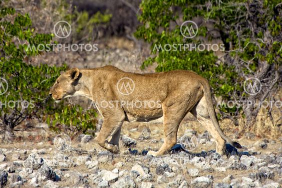 a lioness approaching a waterhole at etosha national park namibia