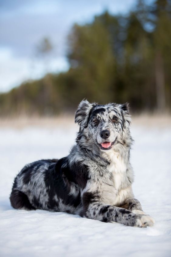 Border Collie