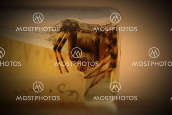 Argiope Bruennichi