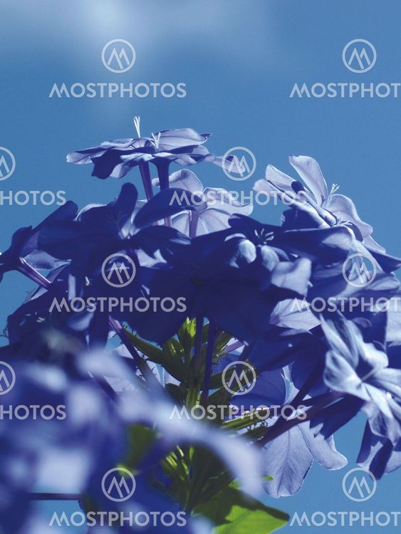 Blue and blue