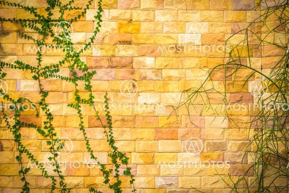 Green plants on rock wall background