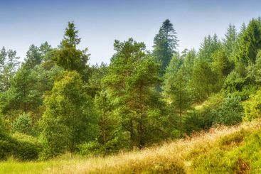Forest, grass and landscape with woods, outdoor trees...