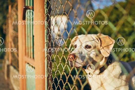 Dog waiting behind fence