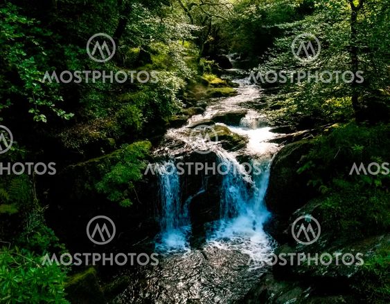 Forest Stream (1)