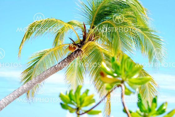 Coconut Palm