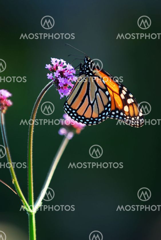 Monarch butterfly