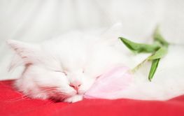 White cute fluffy kitten is sleeping next to a fresh...