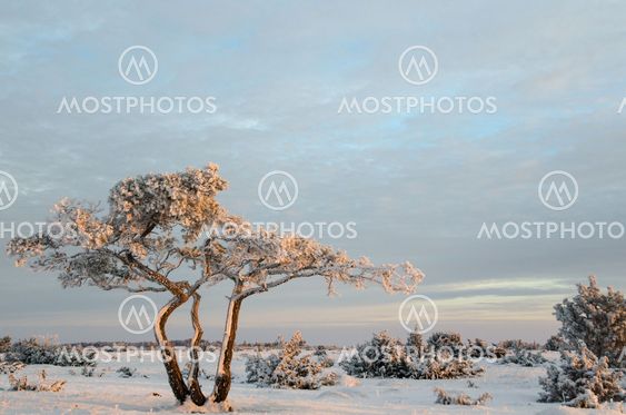 Snowy and frosty pine tree