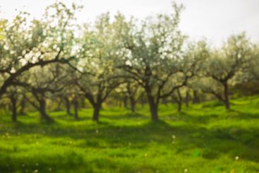 Blooming orchard under soft sunlight in early spring...