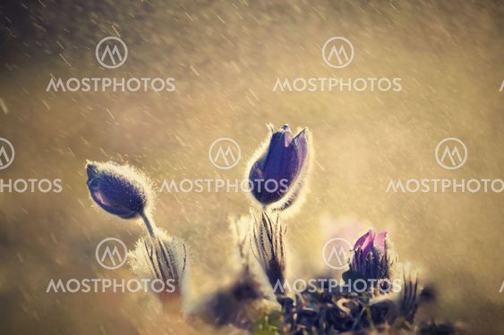Purple pasqueflowers (Pulsatilla grandis) in the rain...