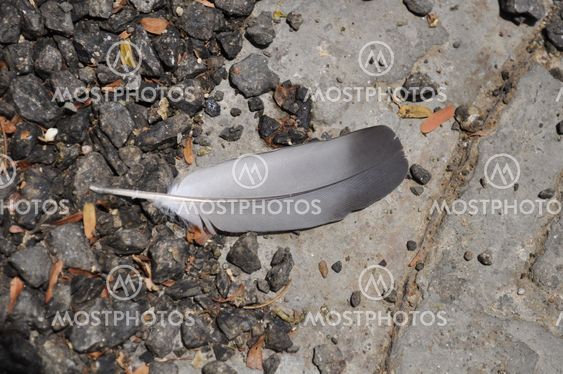 pigeon feather