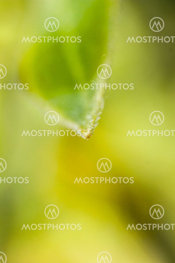Blad fokus