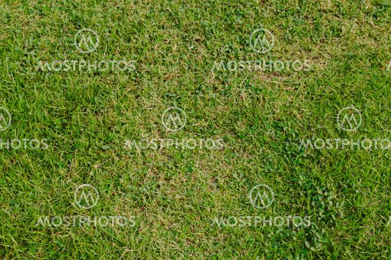 reen grass natural background