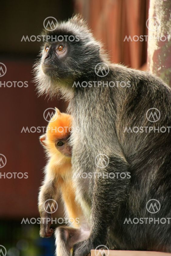 Silvered leaf monkey with a young baby, Borneo, Malaysia
