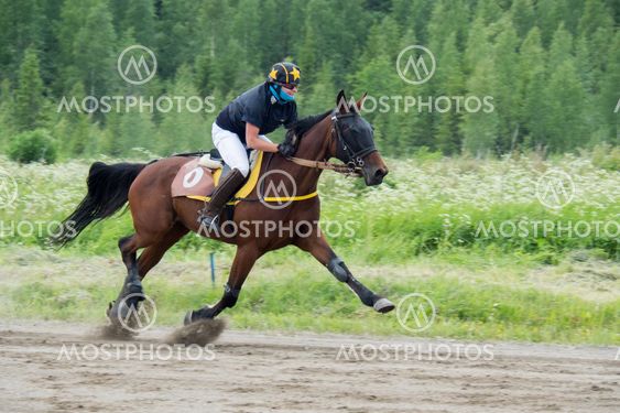 Hevonen