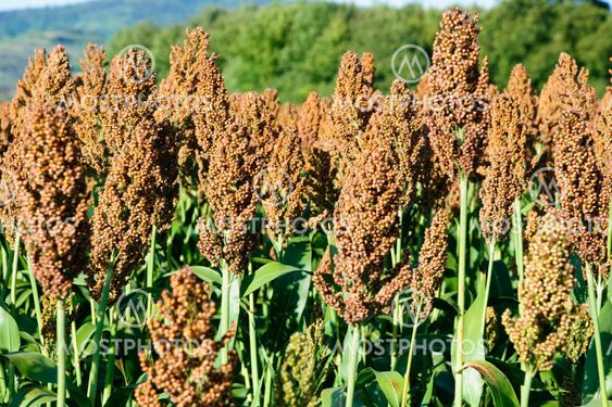 Sorghum field