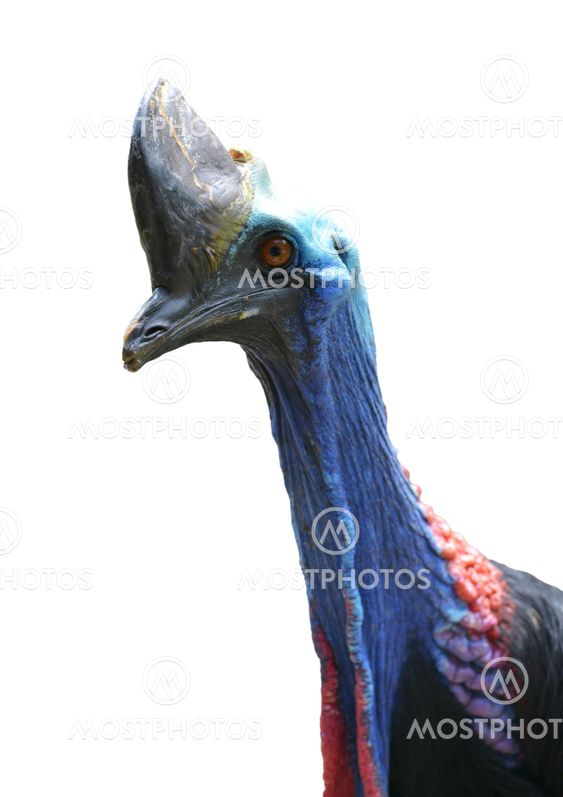 cassowary head isolated