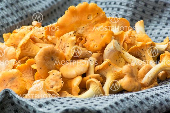 Chanterelle