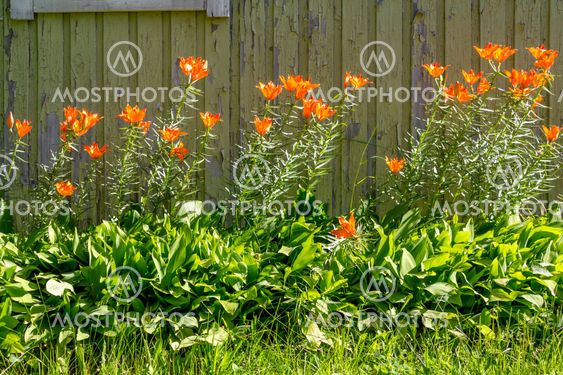 Tiger lilies
