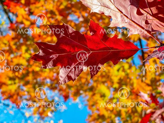 Red autumn oak leaves against the blue sky.