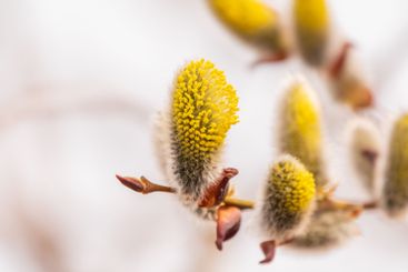 Nature awakes in spring. Blooming willow twigs and furry...