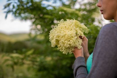 Young woman picking elderflower to make an infusion at home