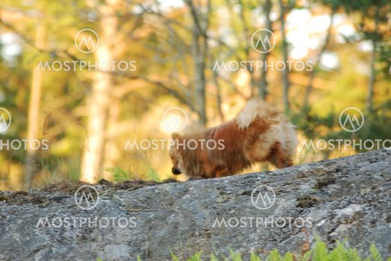 Gusten facing adventures