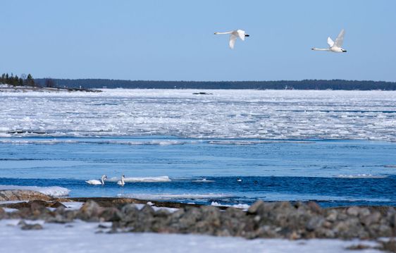 Spring scenery, sunny and moving birds.