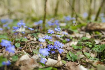 Blossoming hepatica flower in early spring in forest.