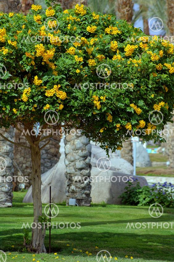 Flowering bush