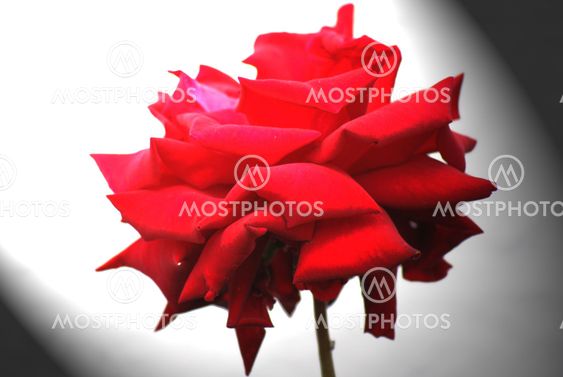 Red rose