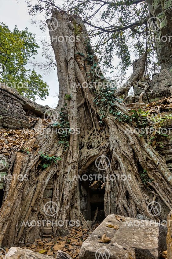 The tree grew on the ruins of the ancient temple