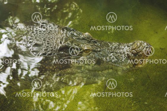 a crocodile face in water