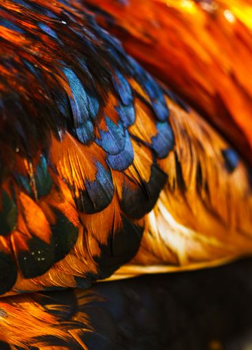 Stunning close-up view of vibrant feathers showcasing...