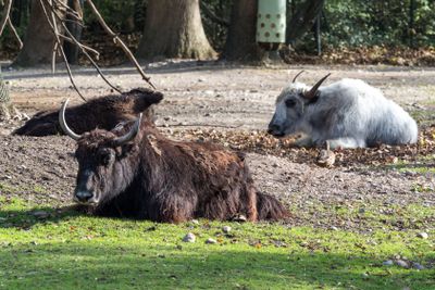 The domestic Yak, Bos mutus grunniens in the zoo