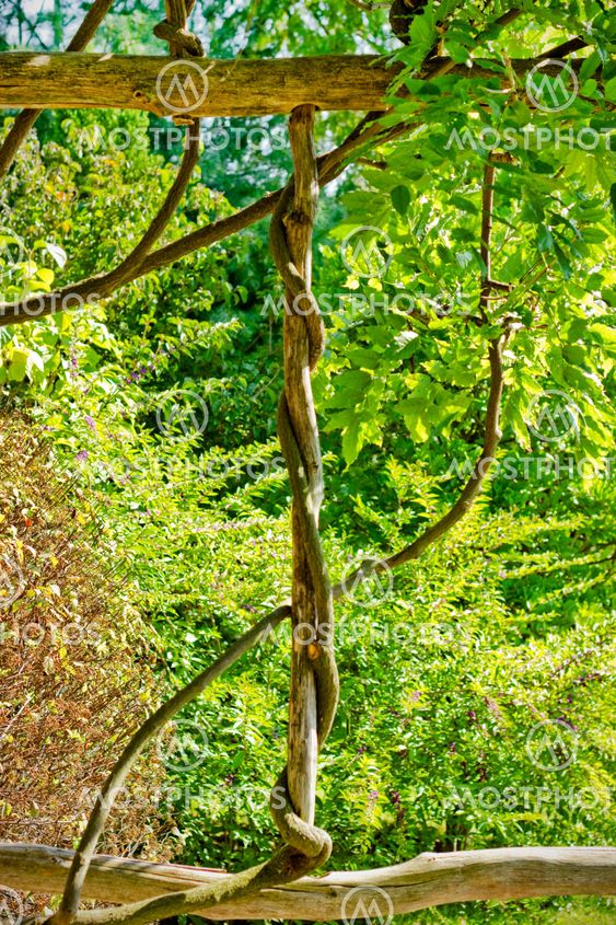Part of an ivied arbor in a garden