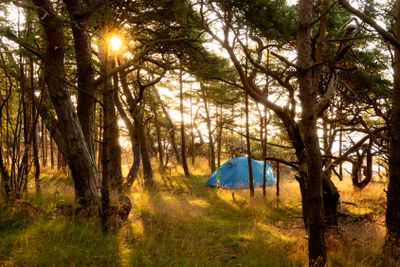 Blue tent in the forest