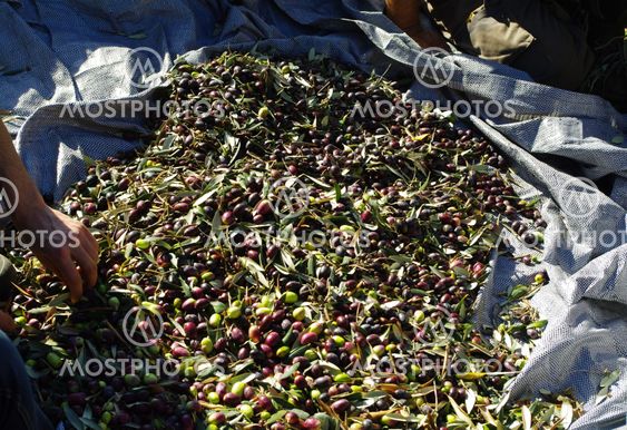 Collecting olives