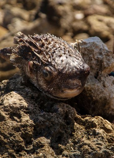 Dead fish on the seashore. Selective focus.