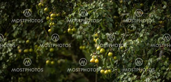Ripe juicy pears on a tree in a lovely orchard