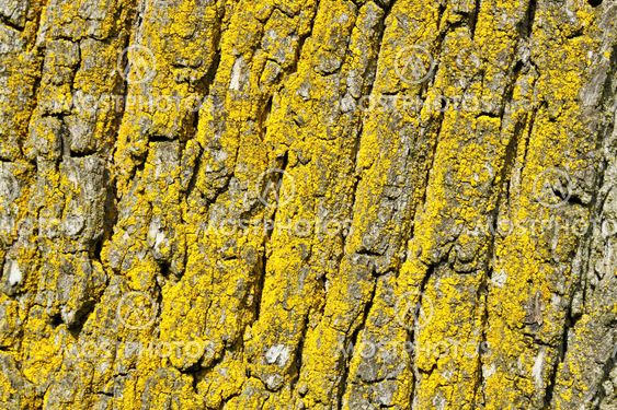 tree bark texture